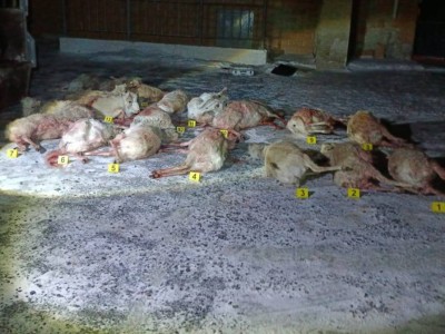 
                    Браконьеров с 19 тушами сайгаков задержали в Кызылординской области
                