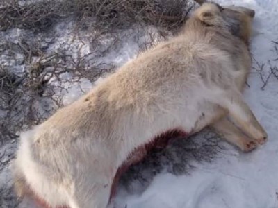 
                    В Кызылординской области пресечена незаконная охота 
                