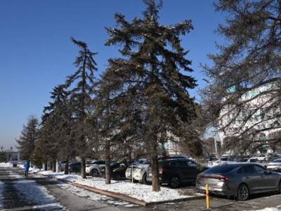 
                    Аварийные деревья по улице Сатпаева в Алматы заменят на крупномерные саженцы
                
