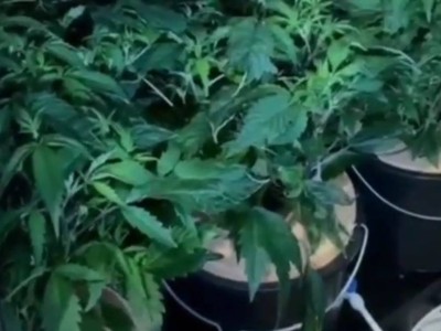 
                    Группу наркоторговцев арестовали в Шымкенте
                