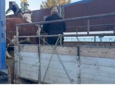 
                    Скотокрадов в ВКО поймали на месте преступления 
                
