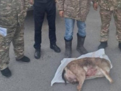 
                    Браконьер задержан в Алматинской области
                