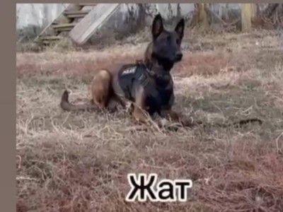
                    Пес, понимающий казахский язык, служит в полиции ВКО
                