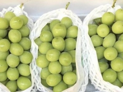 
                    В винограде «шайн мускат» вредных организмов не выявлено – Минсельхоз
                