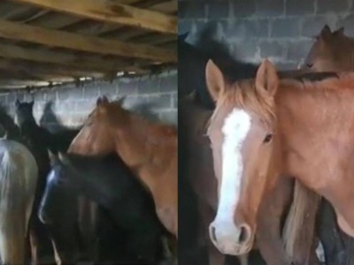 
                    В Караганде задержан грузовик с похищенными лошадьми
                