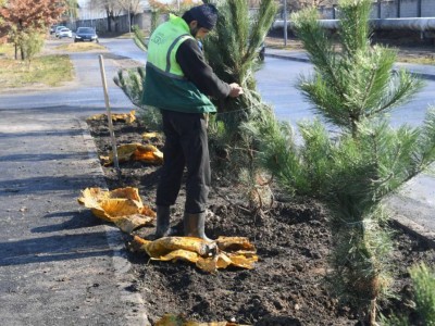 
                    В Алматы стартовала осенняя кампания по озеленению
                