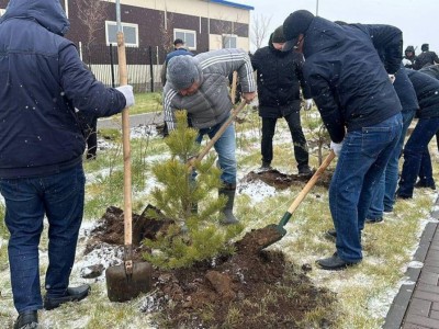 
                    Посадкой хвойных деревьев в первый снег занялись спасатели в Астане 
                