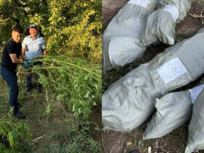 
                    30 кг конопли изъяли полицейские из огорода шымкентца  
                