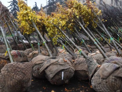 
                    Акция «Зеленый двор»: где можно получить бесплатные саженцы алматинцам   
                