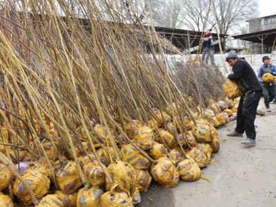 
                    «Зеленый двор»: жители города смогут бесплатно получить саженцы
                