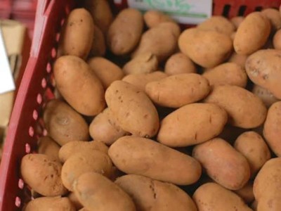 
                    Более 170 тонн картофеля без сертификатов пытались завезти в Казахстан из России
                