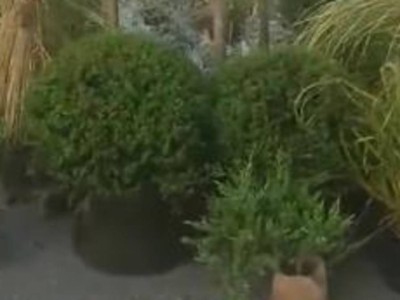 
                    На «Хоргосе» вернули в Китай партию саженцев декоративных деревьев  
                