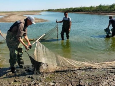 
                    В Атырауской области спасено почти 1, 3 млн штук молоди рыб
                