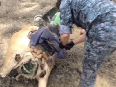 
                    Вооруженные браконьеры задержаны в области Улытау
                