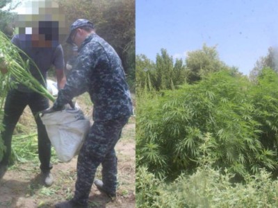 
                    Крупный наркопосев ликвидирован в Кызылординской области
                
