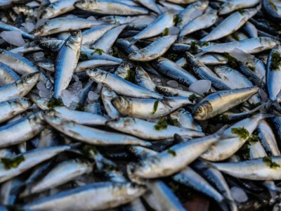 
                    Более 60 тонн рыбной продукции незаконно экспортировали из Казахстана 
                