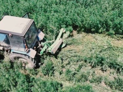 
                    13 тонн наркотиков изъяли в Казахстане в ходе ОПМ «Қарасора»
                