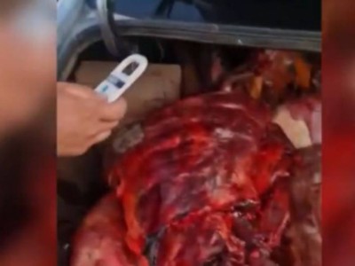 
                    Цифровое чипирование домашних животных помогло задержать скотокрадов
                