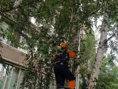 
                    Сотрудники МЧС спасли кошку в Усть-Каменогорске
                