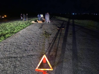 
                    Стадо овец попало под колеса на трассе в СКО
                