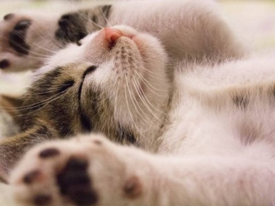 
                    Можно ли кошкам давать коровье молоко
                