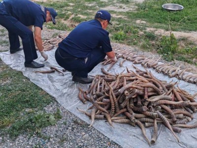 
                    Рога сайги на 1,2 млрд тенге обнаружили на чердаке дома жетысуца
                