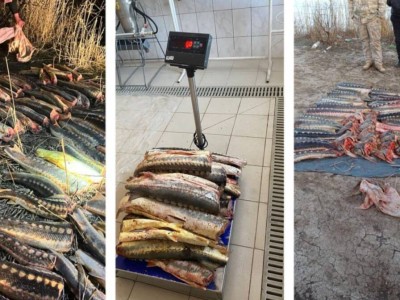 
                    ОПМ "Бекіре": за два месяца выявлено 292 факта браконьерства
                