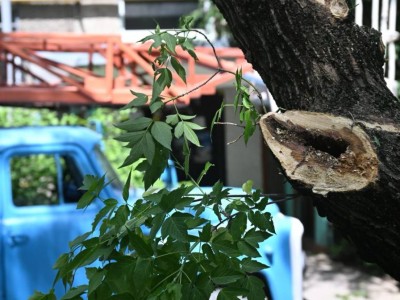 
                    В Алматы стартует санитарная обрезка и снос аварийных деревьев
                