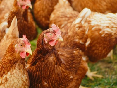 
                    В ближайшие два года полностью закроют потребность в мясе птицы в Казахстане
                