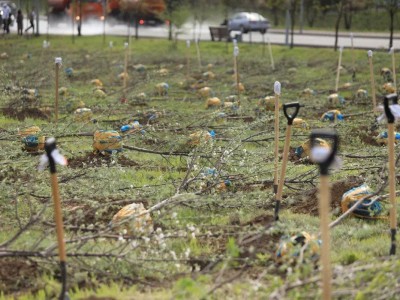 
                    «Приумножаем красоту Алматы»: в Бостандыкском районе посадили 125 яблонь
                
