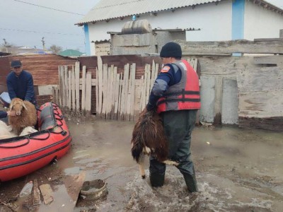 
                    В Казахстане выплачивают компенсацию владельцам павших во время паводков животных
                