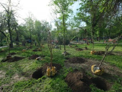
                    «Алматы - город-сад»: в мегаполисе появятся новые яблоневые сады
                