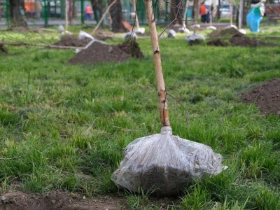 
                    «Алматы – наш общий дом»: в мегаполисе продлевается акция «Зеленый двор»
                