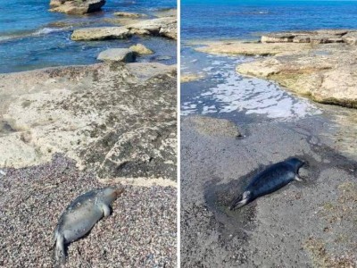 
                    Более 60 туш мертвых тюленей обнаружили на побережье Каспийского моря
                