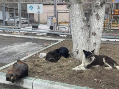 
                    Отрубленную лошадиную голову нашли у детской площадки в Караганде
                