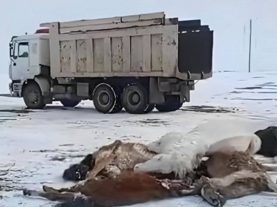 
                    Почти полторы тысячи мертвых лошадей насчитали в Улытауской области
                