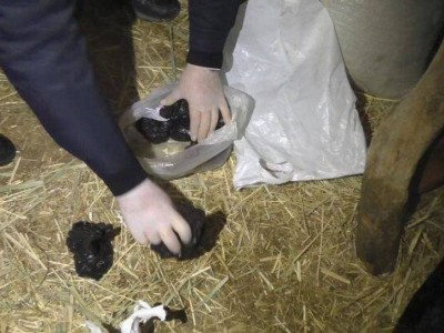 
                    Около 30 кг каннабиса изъяли у жителя Жамбылской области
                