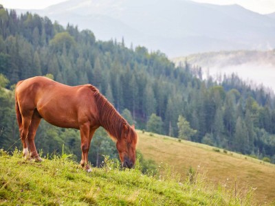 
                    Казахстанцы побили рекорд по потреблению конины
                