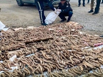 
                    Рога сайги на 3,5 млрд тенге изъяли в Жетысуской области
                