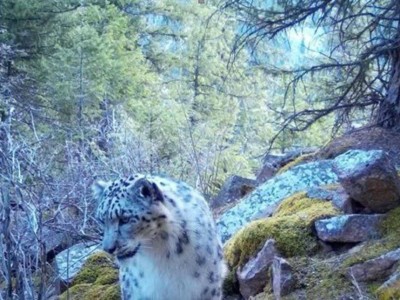 
                    Снежные барсы попали в фотоловушку в Алматинской области
                