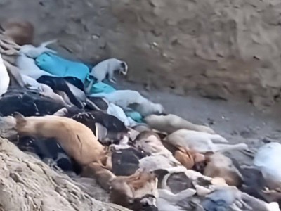 
                    Массовое убийство собак: чиновники Мангистау прокомментировали жуткое видео
                