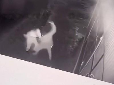 
                    Видео с поножовщиной в Туркестанской области прокомментировали в полиции
                