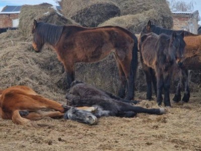 
                    Падеж лошадей зафиксирован в Акмолинской области
                