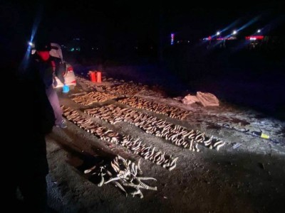
                    Почти 600 рогов сайги нашли у автовладельца в Уральске
                