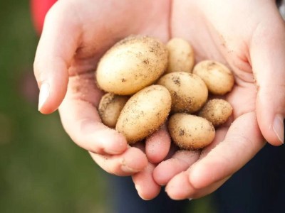 
                    На юге Казахстана начали сажать картошку
                