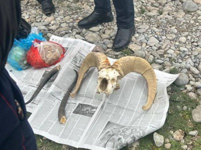 
                    Рога архара и сайгака нашли полицейские у пассажира авто в Туркестанской области
                