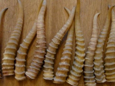 
                    За продажу рогов сайги из мусорки актюбинца оштрафовали на 5 млн тенге
                