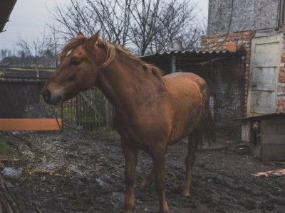 
                    Лошади массово гибнут от неизвестной болезни в Карагандинской области
                