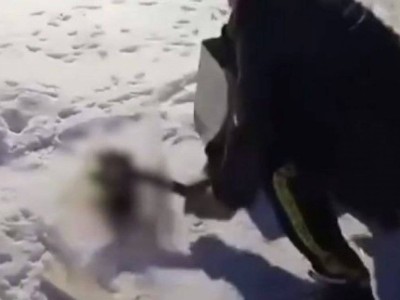 
                    Забил щенят топором: в Казнете появилось страшное видео из ВКО
                