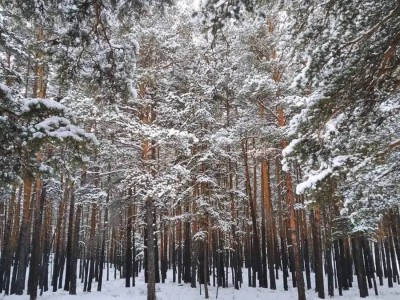
                    Более полумиллиона деревьев высадят в нацпарке «Бурабай»
                